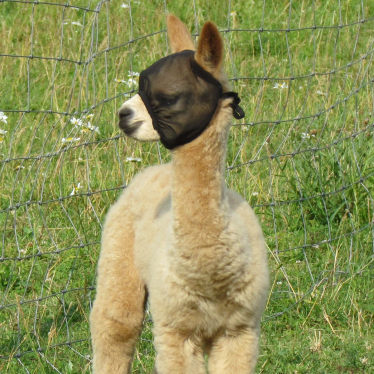 Products for alpacas