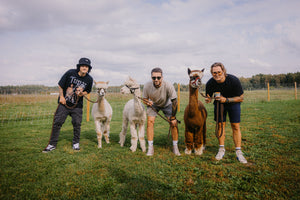 Alpaca Walking