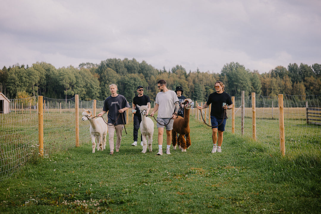 Walk with Alpacas