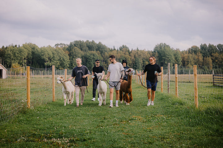 Walk with Alpacas