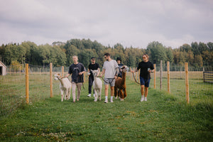 Alpaca Walking