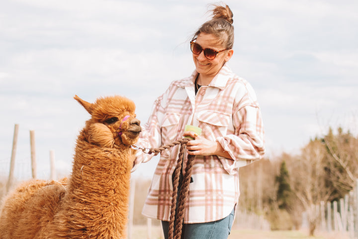 Walk with Alpacas