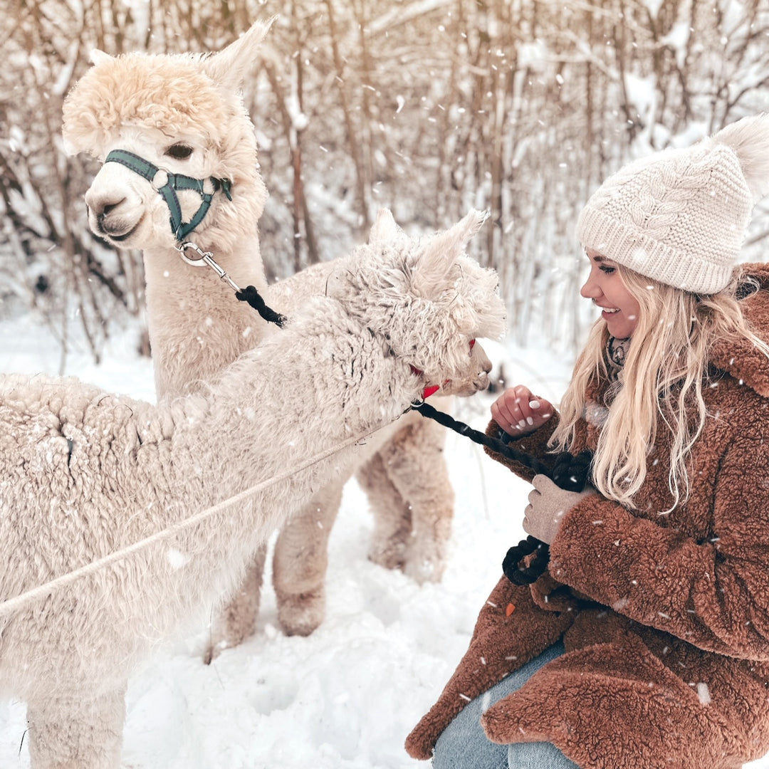 Walk with Alpacas