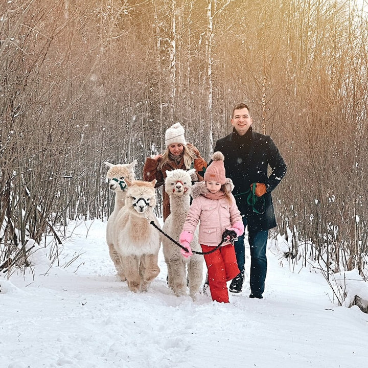 Walk with Alpacas