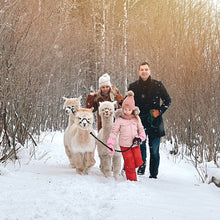 Load image into Gallery viewer, Alpaca Walking
